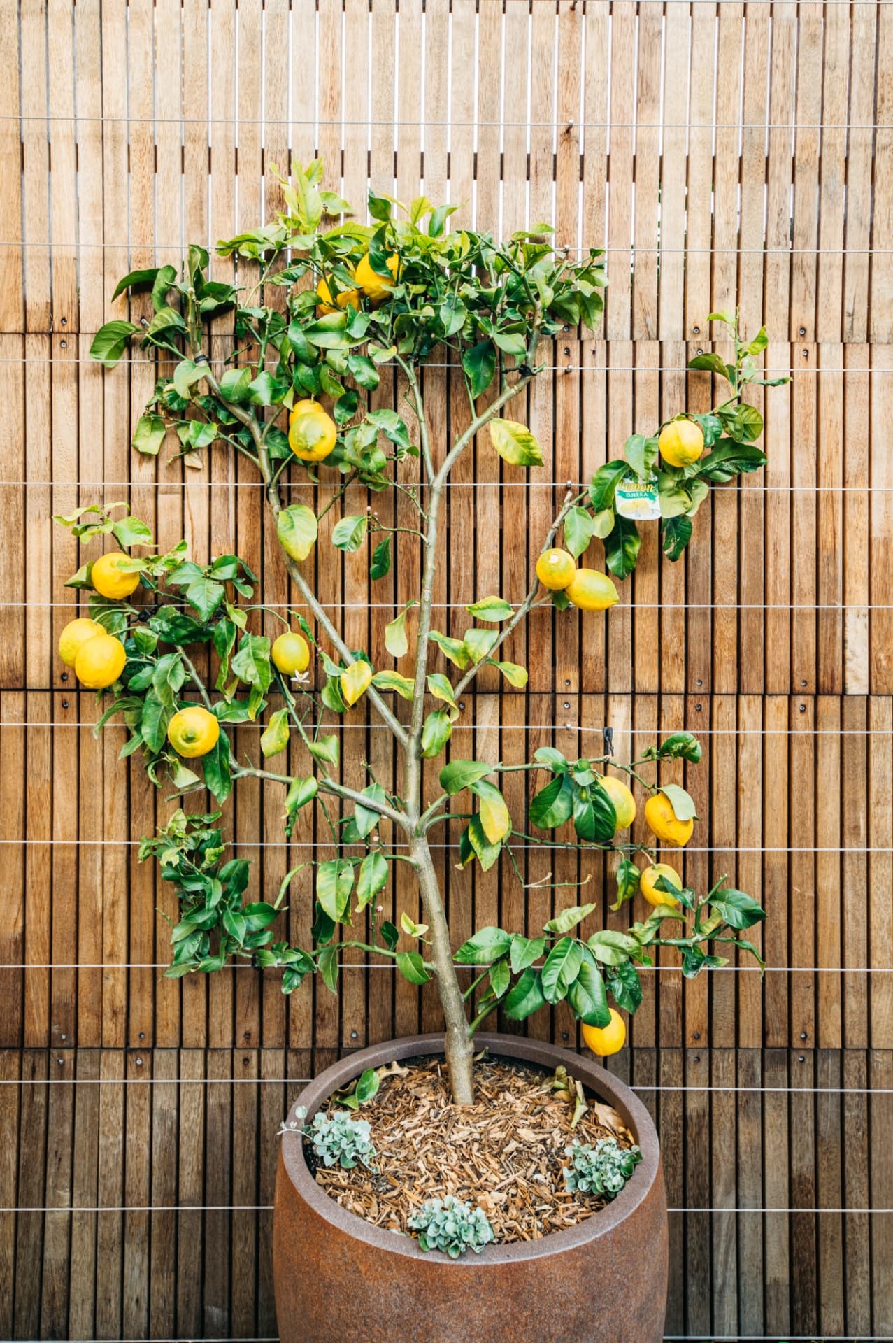 Espaliered lemon tree in a rusted planter against stainless steel wire trellis in Wareemba