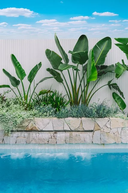 Sandstone water wall planter with strelitzia above the Chatswood pool against white screening