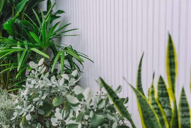 Detail of silver kalanchoe, rhapis palm and sansevieria planting beside the Chatswood pool