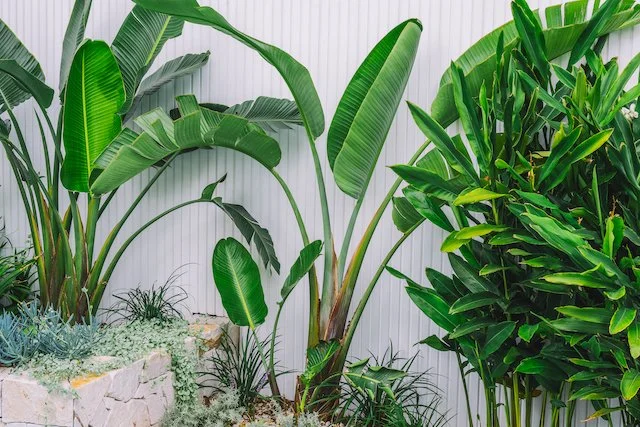 Strelitzia and heliconia planting above a sandstone planter wall in the Chatswood garden