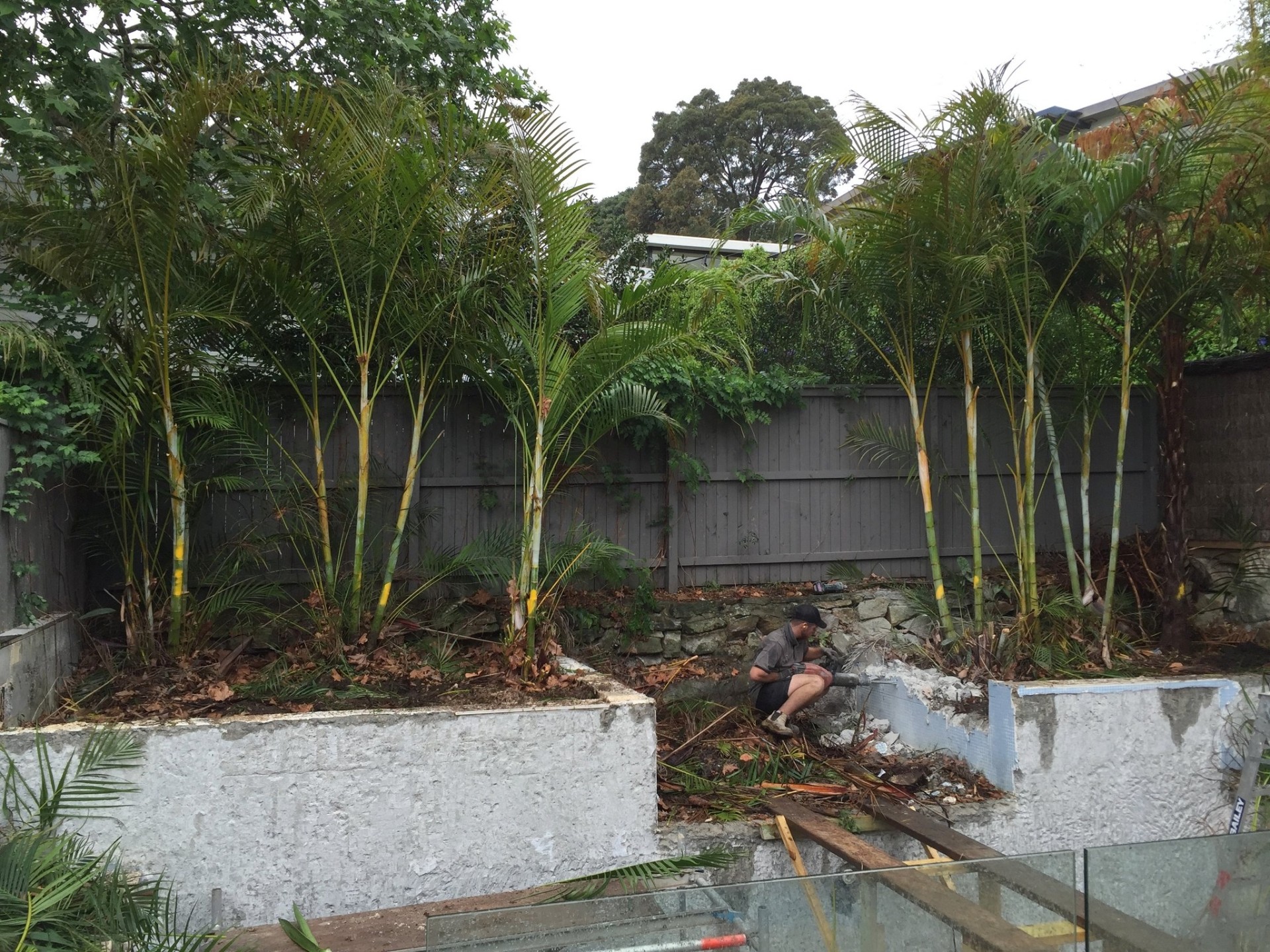 Mature golden cane palms screening the rear boundary