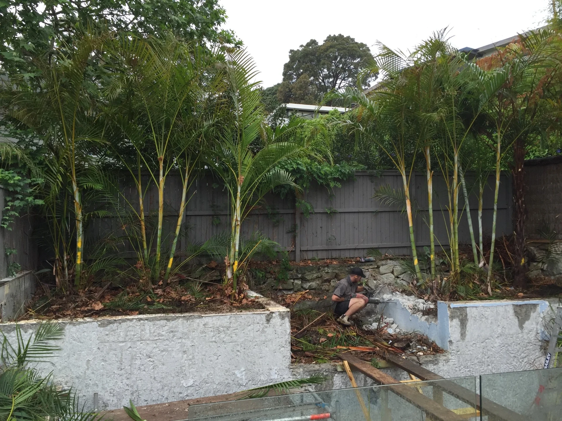 Palm planting in raised garden beds behind the pool area during works